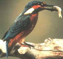 Common Kingfisher, Eisvogel (Alcedo atthis)