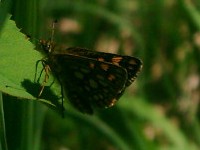 Chequered Skipper - Copyright 2004 James Hanlon - Click to enlarge