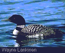 Common Loon or Great Northern Diver (Gavia immer)