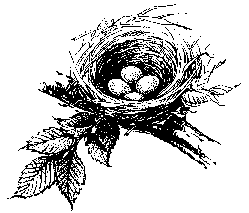 Silent Spring Titelseite